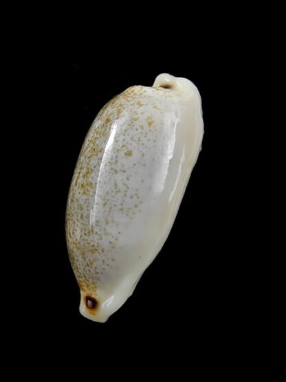 Cypraea quadrimaculata quadrimaculata 29,4 mm Gem-8734