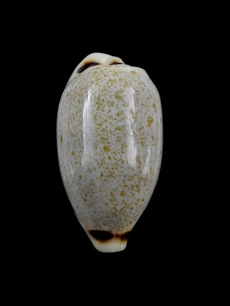 Cypraea quadrimaculata quadrimaculata 28,2 mm Gem-0