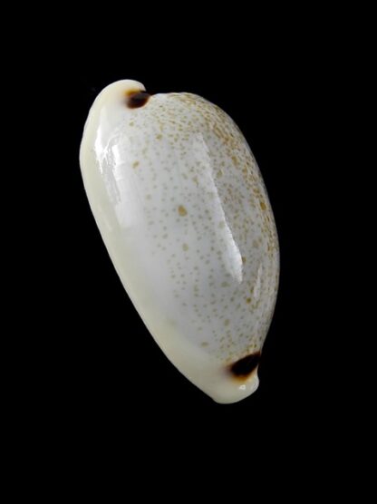 Cypraea quadrimaculata quadrimaculata 28,2 mm Gem-8742