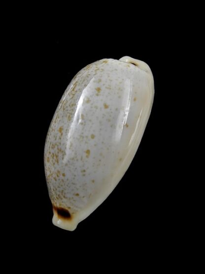 Cypraea quadrimaculata quadrimaculata 28,2 mm Gem-8744