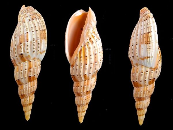 Lyria lyraeformis 100,5 mm F+++/Gem-0