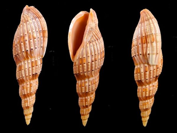 Lyria lyraeformis 105,5 mm F+++/Gem-0