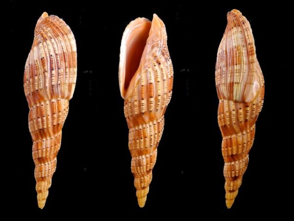 Lyria lyraeformis 101,3 mm Gem-0