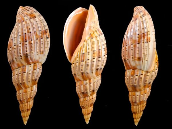 Lyria lyraeformis 111,8 mm Gem-0