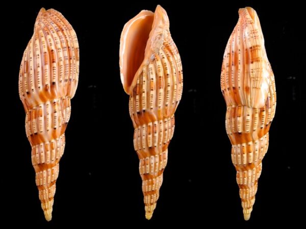 Lyria lyraeformis 123,4 mm F+++-0