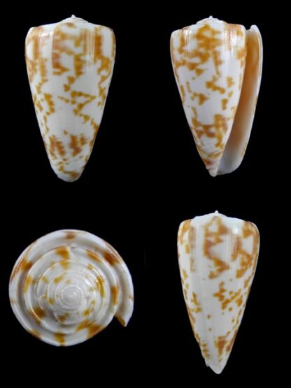 Conus rufimaculosus 42,3 mm Gem-0