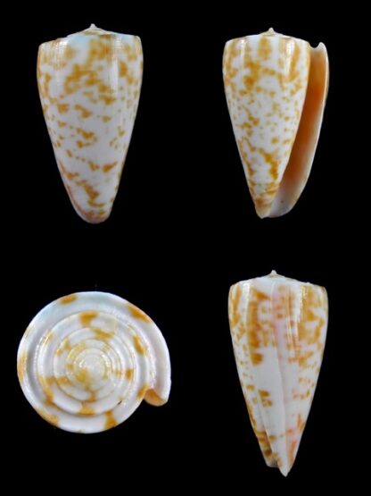 Conus rufimaculosus 40,9 mm Gem-0