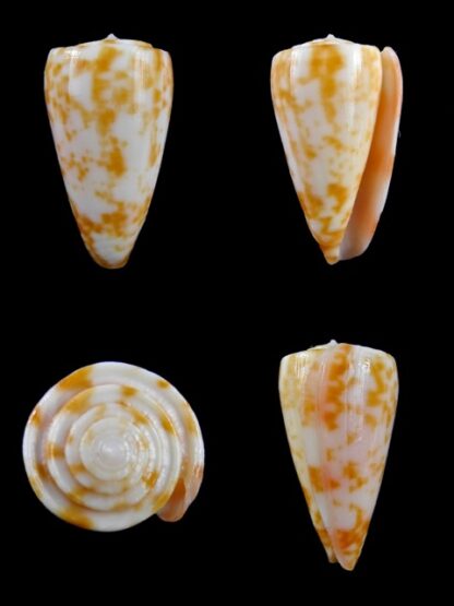 Conus rufimaculosus 39,3 mm Gem-0