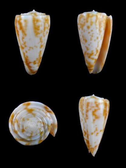 Conus rufimaculosus 40,2 mm Gem-0