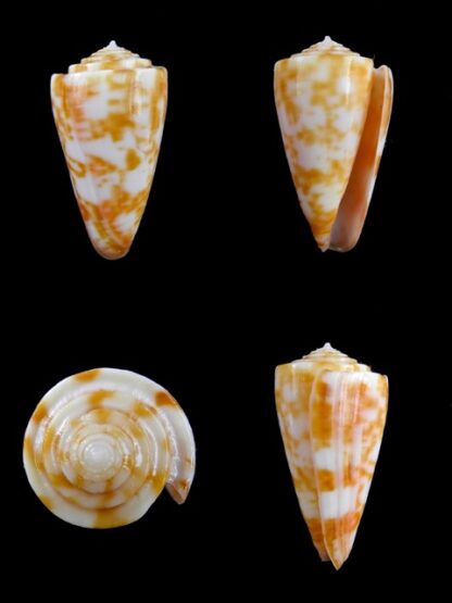 Conus rufimaculosus 36,6 mm Gem-0