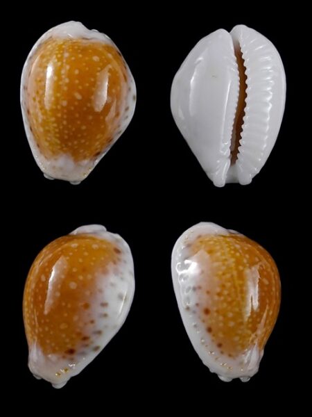 Cypraea cernica leforti Gem 25.8 mm-0