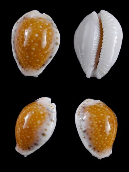 Cypraea cernica leforti Gem 26,4 mm-0