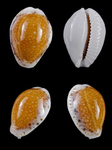Cypraea cernica leforti Gem 28,6 mm-0