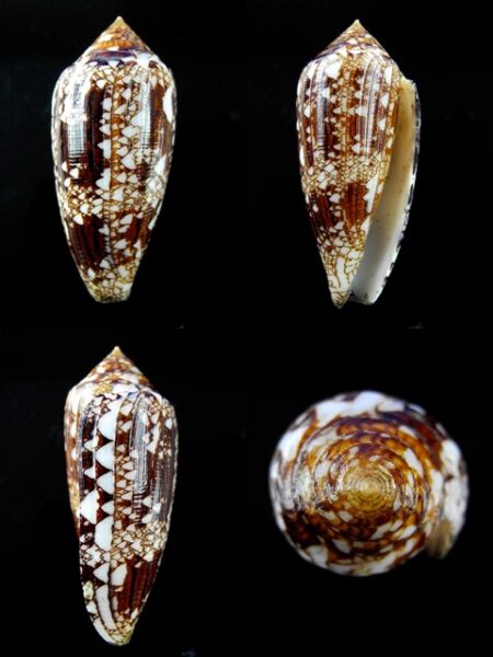 Conus aureus Gem 48,2 mm-0