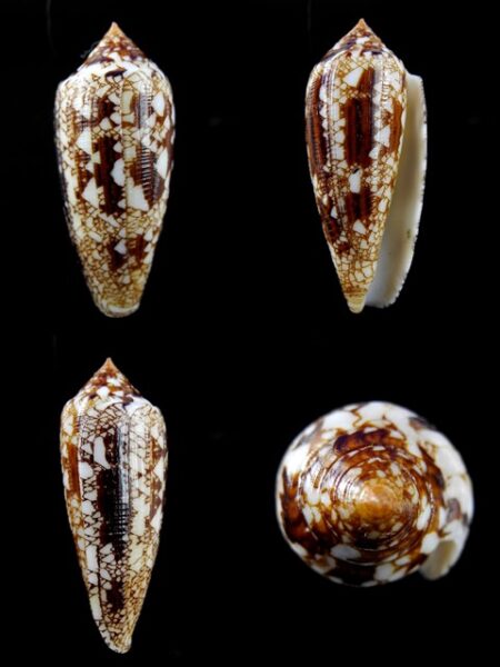 Conus aureus Gem 48,3 mm-0