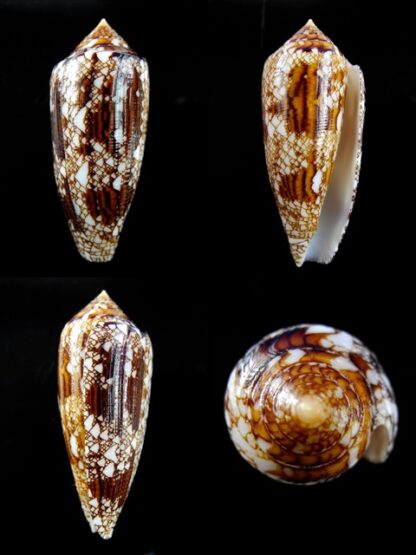 Conus aureus Gem 48,7 mm-0