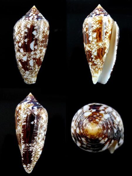 Conus aureus Gem 48 mm-0