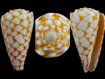 Conus marmoreus f. orange 49,4 mm Gem--0