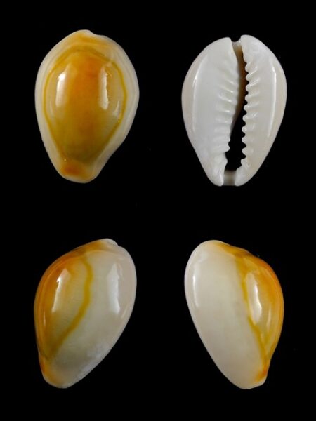 Cypraea annulus " rusty " 20,9 mm Gem-0