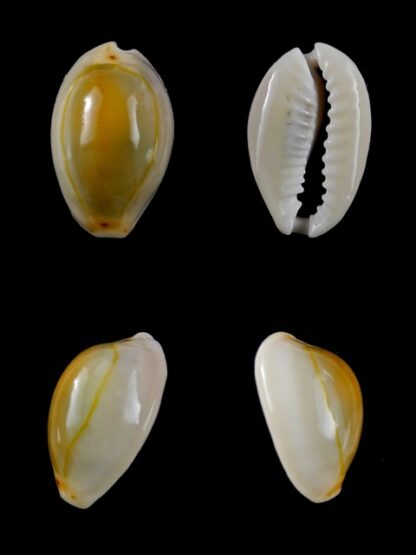 Cypraea annulus " rusty " 21,8 mm Gem-0