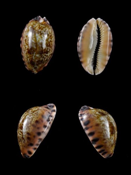 Cypraea arabicula 25 mm Gem-0