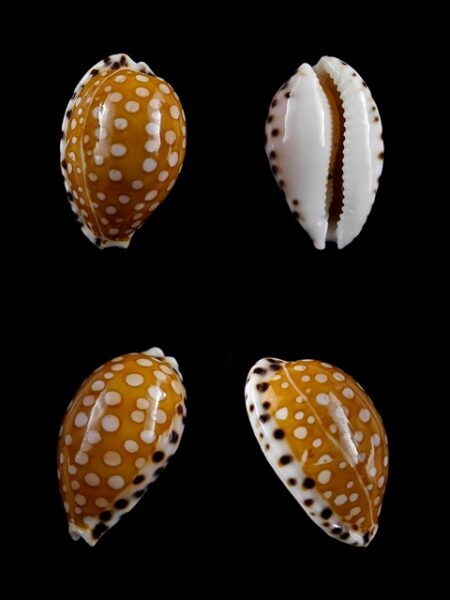 Cribrarula astaryi f. lefaiti 18,1 mm Gem-0