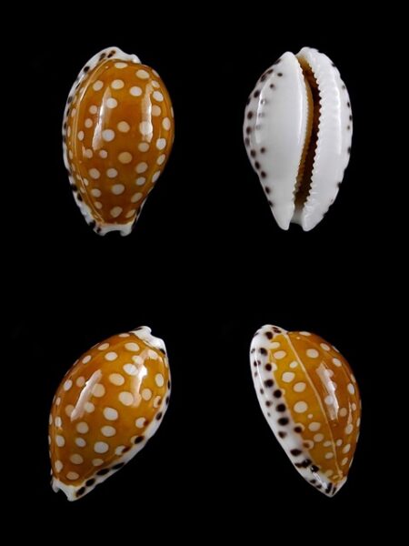 Cribrarula astaryi f. lefaiti 19,1 mm Gem-0