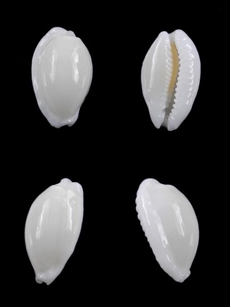 Cypraea cribraria melwardi Gem 17,2 mm-0