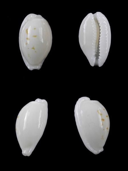 Cypraea cribraria melwardi Gem 17,3 mm-0