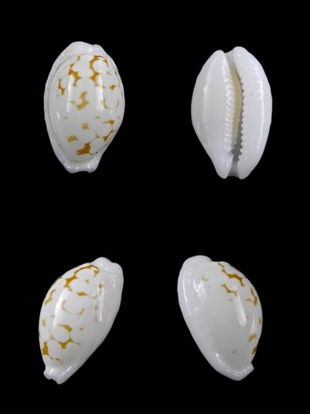 Cypraea cribraria melwardi Gem 17,4 mm-0