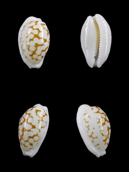 Cypraea cribraria melwardi Gem 17,5 mm-0