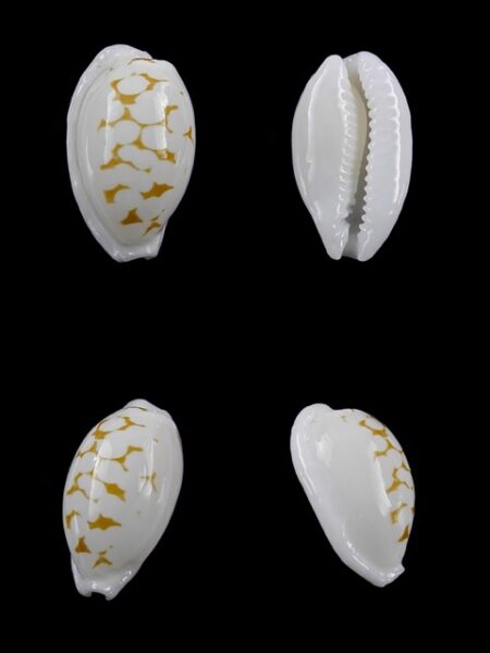 Cypraea cribraria melwardi Gem 17,9 mm-0