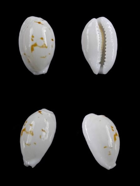 Cypraea cribraria melwardi Gem 17,9 mm-0