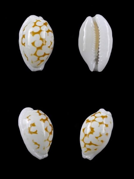 Cypraea cribraria melwardi Gem 17 mm-0