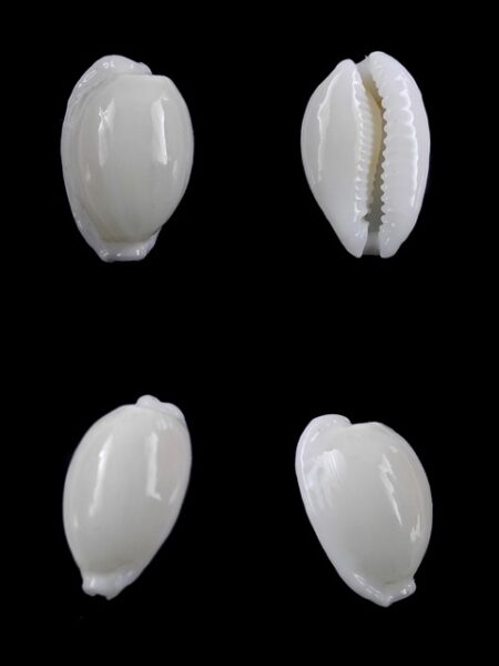 Cypraea cribraria melwardi Gem 18,4 mm-0