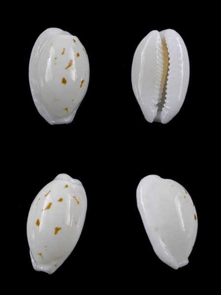 Cypraea cribraria melwardi Gem 18,6 mm-0