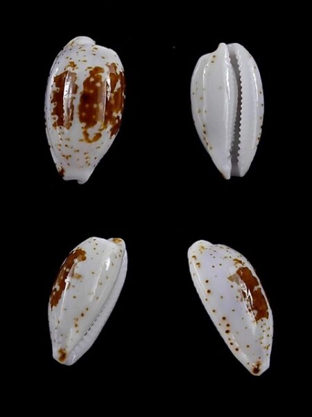 Cypraea goodalli 13,5 mm Gem-0