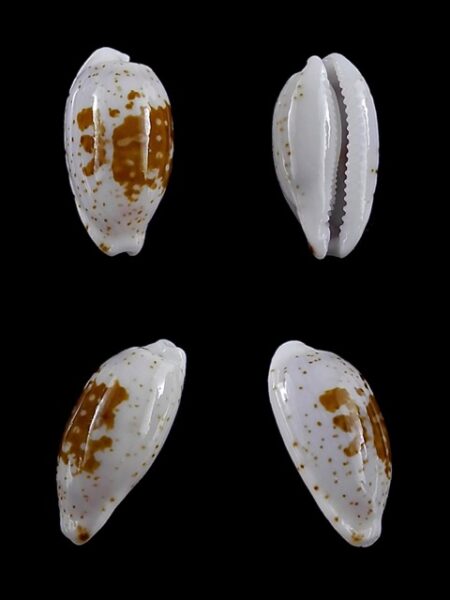 Cypraea goodalli 13,7 mm Gem-0