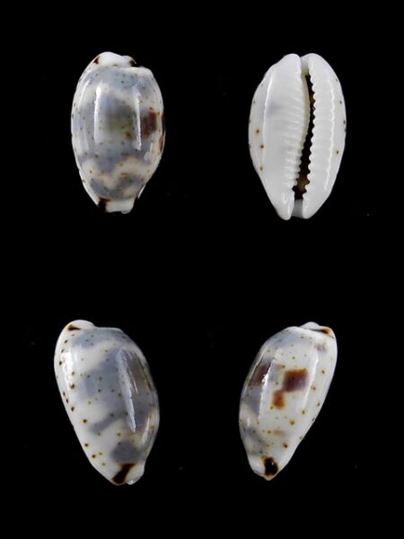 Cypraea kieneri f. depriesteri 14 mm Gem-0