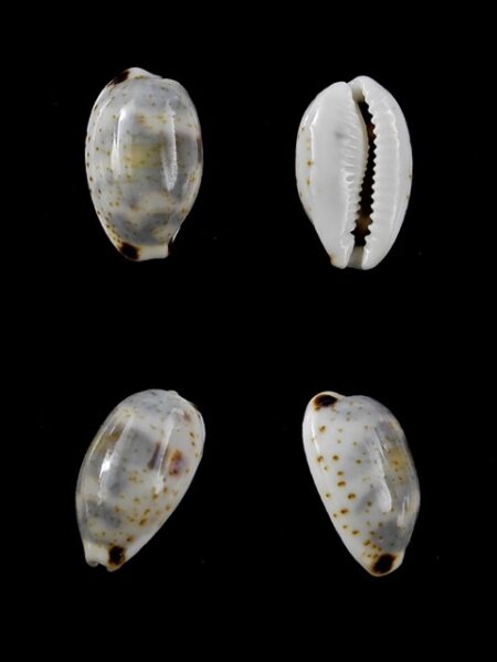 Cypraea kieneri f. depriesteri 15 mm Gem-0