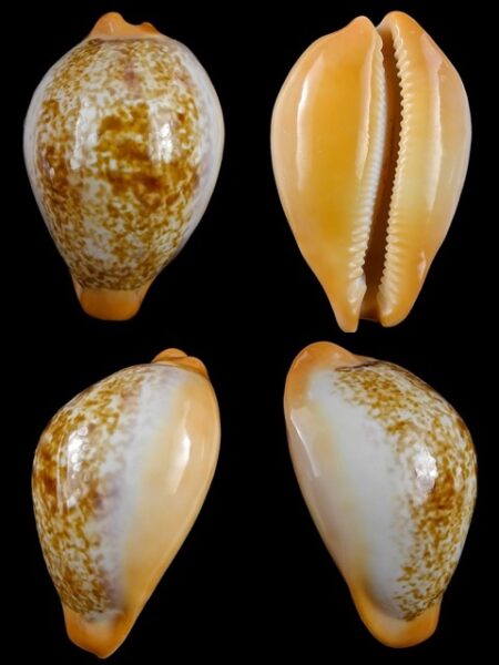 Cypraea langfordi cavatoensis Gem 50,5 mm-0