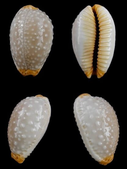 Cypraea limacina facifer 27,6 mm GEM-0