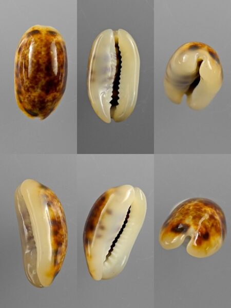 Cypraea listeri melvilli 17,7 mm Gem-0