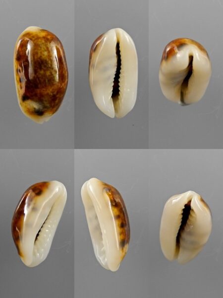 Cypraea listeri melvilli 18 mm Gem-0