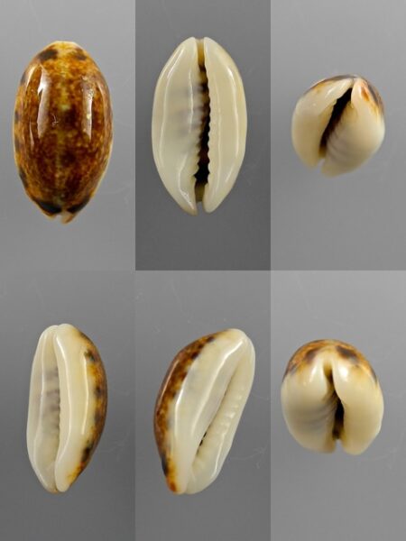 Melicerona listeri melvilli N&R 19.5 mm Gem-0