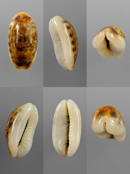 Cypraea listeri melvilli 20,3 mm Gem-0