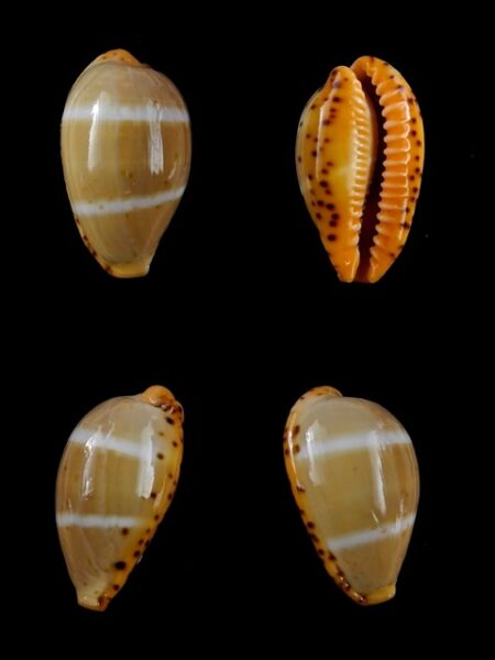 Cypraea lutea lutea 21,2 mm Gem-0