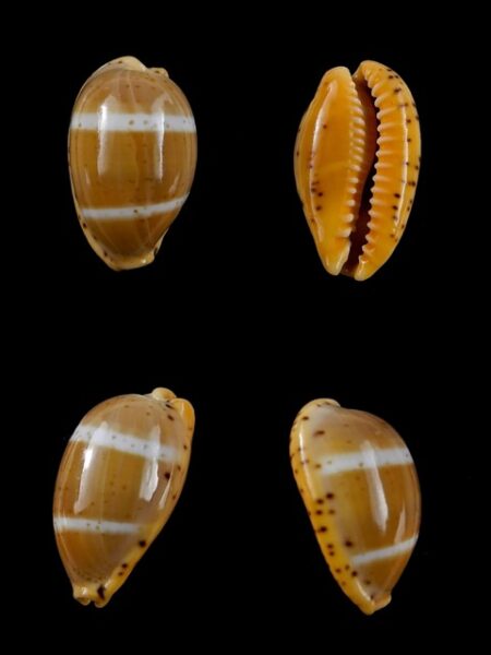 Cypraea lutea lutea 21,7 mm Gem-0