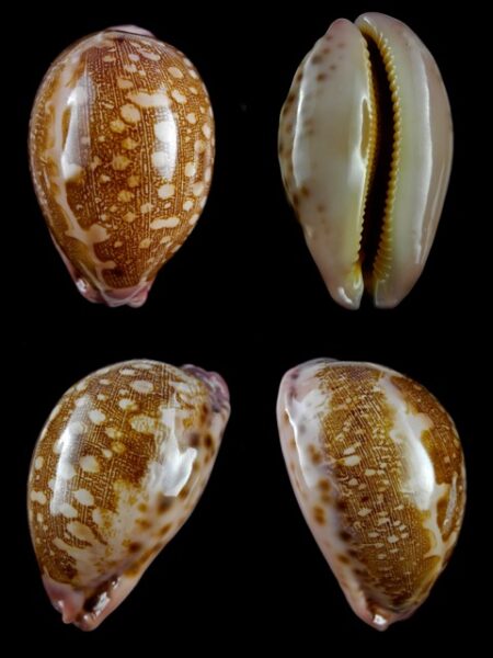 Leporicypraea mappa viridis guamensis 61,7 mm Gem-0