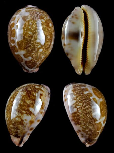 Leporicypraea mappa viridis guamensis 67,1 mm Gem-0